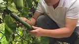 谁能吃到比我的黄瓜还新鲜的菜，我叫他一声大哥