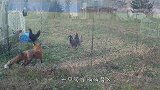 狐狸潜入院子偷鸡，主人放出2条猛犬，狐狸偷鸡不成蚀把米！