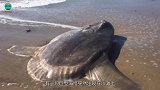 海滩惊现“巨型海怪”专家是海洋发来的警告，镜头记录全程