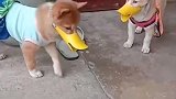 看你们以后还打架不