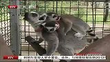 三胞胎环尾狐猴亮相平壤动物园
