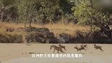野狗大战鬣狗-动物为生存而战-惊人的动物攻击汇编！