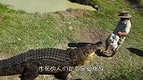 游客将鸡扔入鳄鱼池，鳄鱼群瞬间一拥而上，结果会怎样？