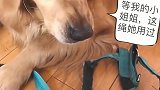 就因为绳子上有小母狗的味道，金毛就咬着不放，发春的狗子真可怕