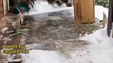 没想到鸡也会滑雪。