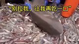 鲨鱼意外被捕获，赖着不走在鱼网里吃鱼！