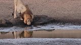 动物世界：狮王在喝水，狮群负责在一边警戒