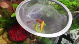 这鱼的颜色好特别！