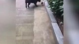 这小区以后没人敢欺负空姐了