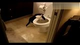 会冲厕所的猫咪不可怕，冲成瘾的猫咪才可怕
