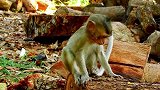 无情！小猴子被母亲赶出家门只，能吃垃圾维生