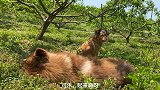 跟哈士奇打完架的第三天，瘸腿的第三天，来个专业团队抬走吧