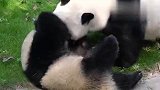 熊猫宝宝3天没挨打，到妈妈面前拉臭臭，下一秒笑翻了