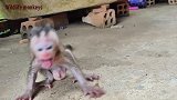 怀旧：小猴蒙多饿坏了，追着主人要奶喝