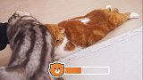 猫咪享受按摩被打扰，忍了又忍，终于愤怒的情绪爆表了
