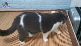 主人给三只胖猫开小灶，猫妈和儿子抢吃的，猫儿子的眼神叫人心疼