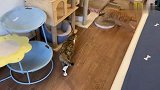 橘猫绝育后重返猫屋，其他猫咪见后纷纷表示：姐妹你是谁