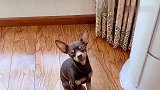 鹿犬：不开空调我就上你的床