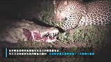 母非洲豹两次从沉睡的大鳄鱼嘴中夺食 场面凶险让人屏住呼吸