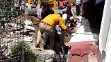 流浪狗被沥青困住奄奄一息，好心人救助后，华丽变身！