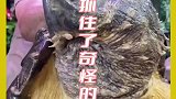 大爷在水里抓出了体型巨大的鳄龟