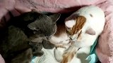 黑猫你喂就行了，叫我起来干什么