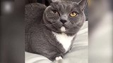 看似睡着的猫咪，稍有动静就会醒来，真是太机灵了！