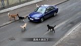 两只恶犬作死挑衅牛儿，牛儿实在气不过，一角把狗狗顶飞
