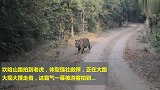 山路偶遇一头雄性老虎，四肢十分粗壮，正在巡逻领地！
