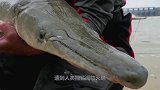 存在地球1亿年的淡水霸主，长着鳄鱼的巨口，却因捕捞濒临灭绝
