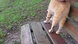 当我坐在公园的长椅上时，一只流浪猫走了出来