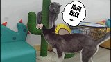 猫咪翻车现场