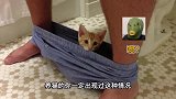 猫陪主人上厕所，是怕主人偷吃
