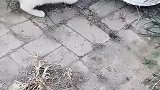 猫：你已经没有退路了，看你往哪跑！
