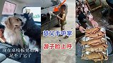搞笑动物：这猫一看就不是一般的猫啊，灾难来临无所畏惧