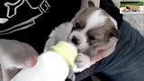 超萌小奶狗喝奶，姿势看着不舒服，但小家伙喝的挺爽
