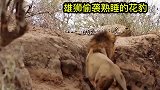 花豹呼呼大睡，雄狮趁机来到它的身旁，花豹能逃脱吗？