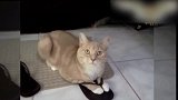 小猫竟然趴在了拖鞋里，悠闲的休息着，真是好玩！