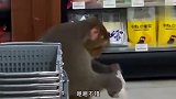 猴：我吃面包没结账，然后就被揍成这样了