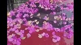 女子将车停在鲜花树下，一阵雨过后收获满满的意外惊喜