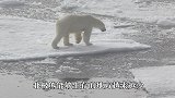当北极熊在水里放屁，会发生什么呢，网友表示堪称生化武器啊