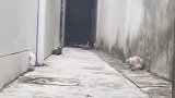 面对“仇家”包围，猫咪当场“起飞”，结果让人傻眼！
