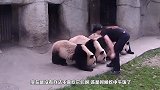 大熊猫自觉排队吃盆盆奶，当奶妈一走开后，又开始爆发洪荒之力