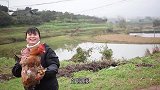丫丫今天捉了一只大公鸡，这种吃法真爽，口感鲜嫩真过瘾
