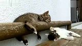 睡猫想玩猫
