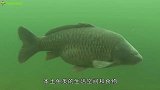 美国泛滥成灾的鲤鱼卖到中国，但叫嚣吃到灭绝的吃货却不买账了！