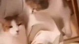 猫咪以为得到了宠爱，没想到旁边吃醋的猫咪，给了它几个大耳光