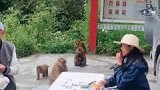 在森林露营被猴子包围了，给他们吃的还过来抢了