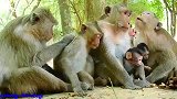 实拍：小猴子猴妈妈大聚会