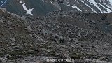 守护高山精灵！井柏然连续两年上山寻找雪豹，成为雪豹保护大使